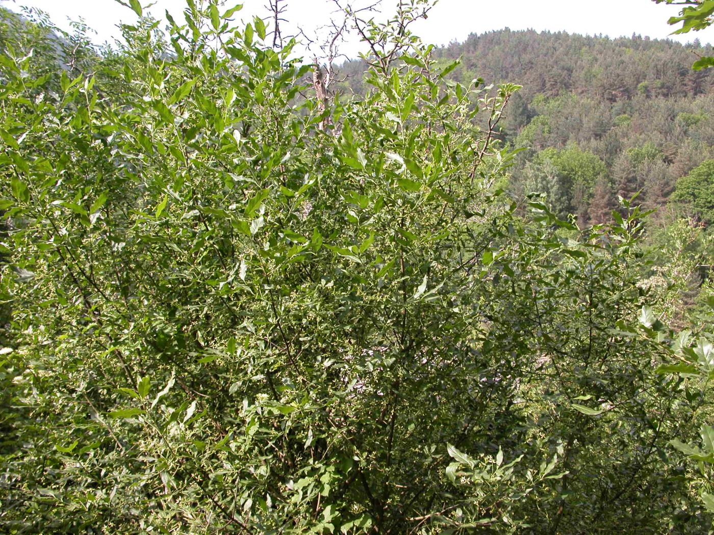 Spindle-tree plant